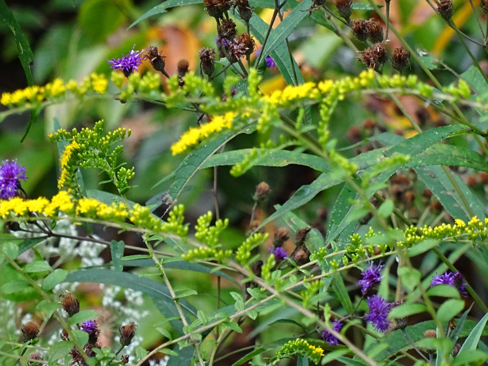 Vernonia noveboracensis New York Ironweed Native Perennial 50 seeds from 2025