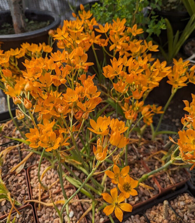 Ornithogalum dubium FLOWERING SIZE THREE Plants Bulbs In Leaf NOW Orange FLOWER!