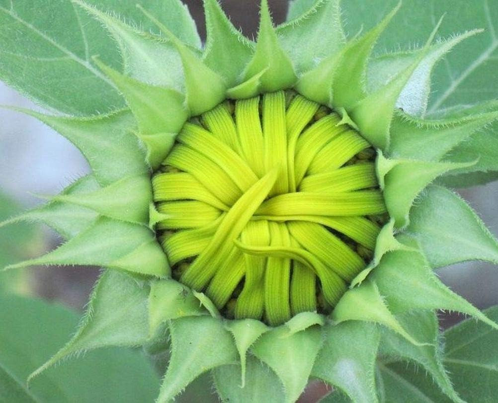 Giant Sunflower Seeds Mix (200+ Seeds) – Red, Purple, Pink Heirloom Varieties fo