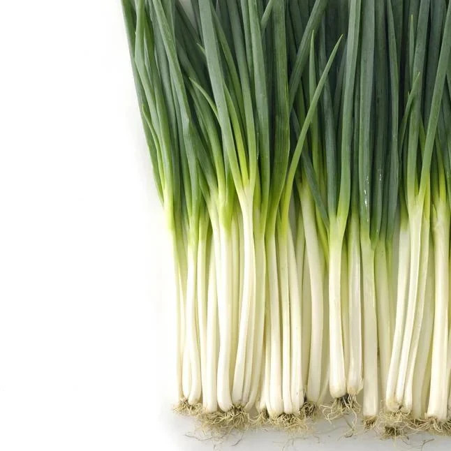 300+ Ishikura Winter Long Bunching Onion Seeds | Heirloom Japanese Scallion