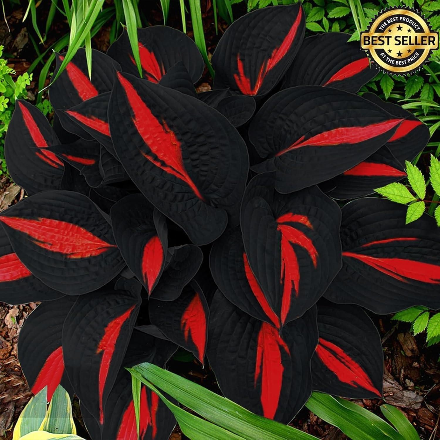 318+ Hosta Seeds – Non-GMO Black Red Hostas Plants Seeds For Planting Perennial