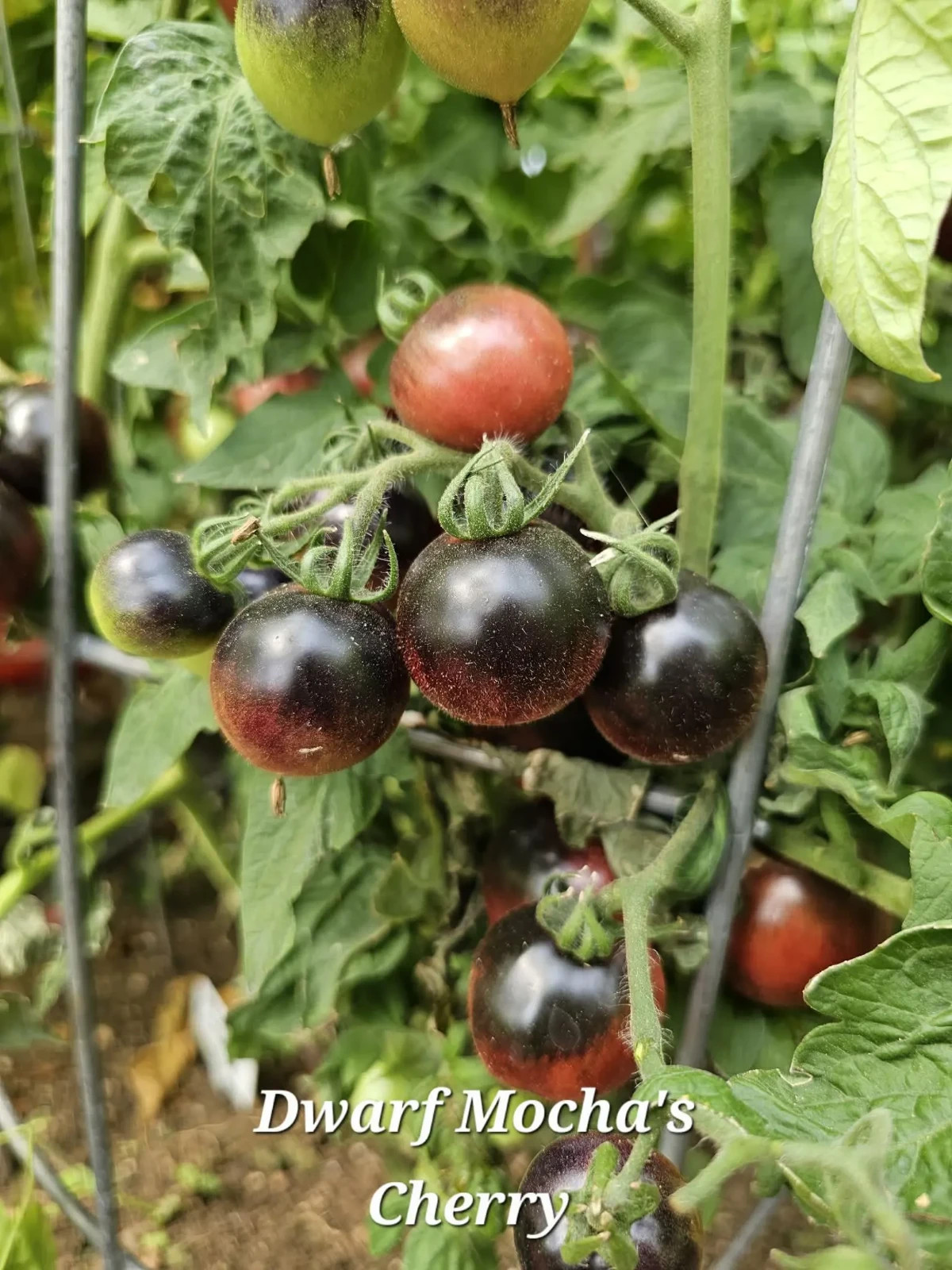 10 seeds Dwarf Mocha’s Cherry Tomato ORGANIC Rare Anthocyanin Variety