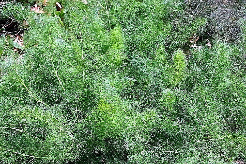 FENNEL 100 SEEDS, FERN-LIKE FOLIAGE, YELLOW FLOWERS, LICORICE FLAVER