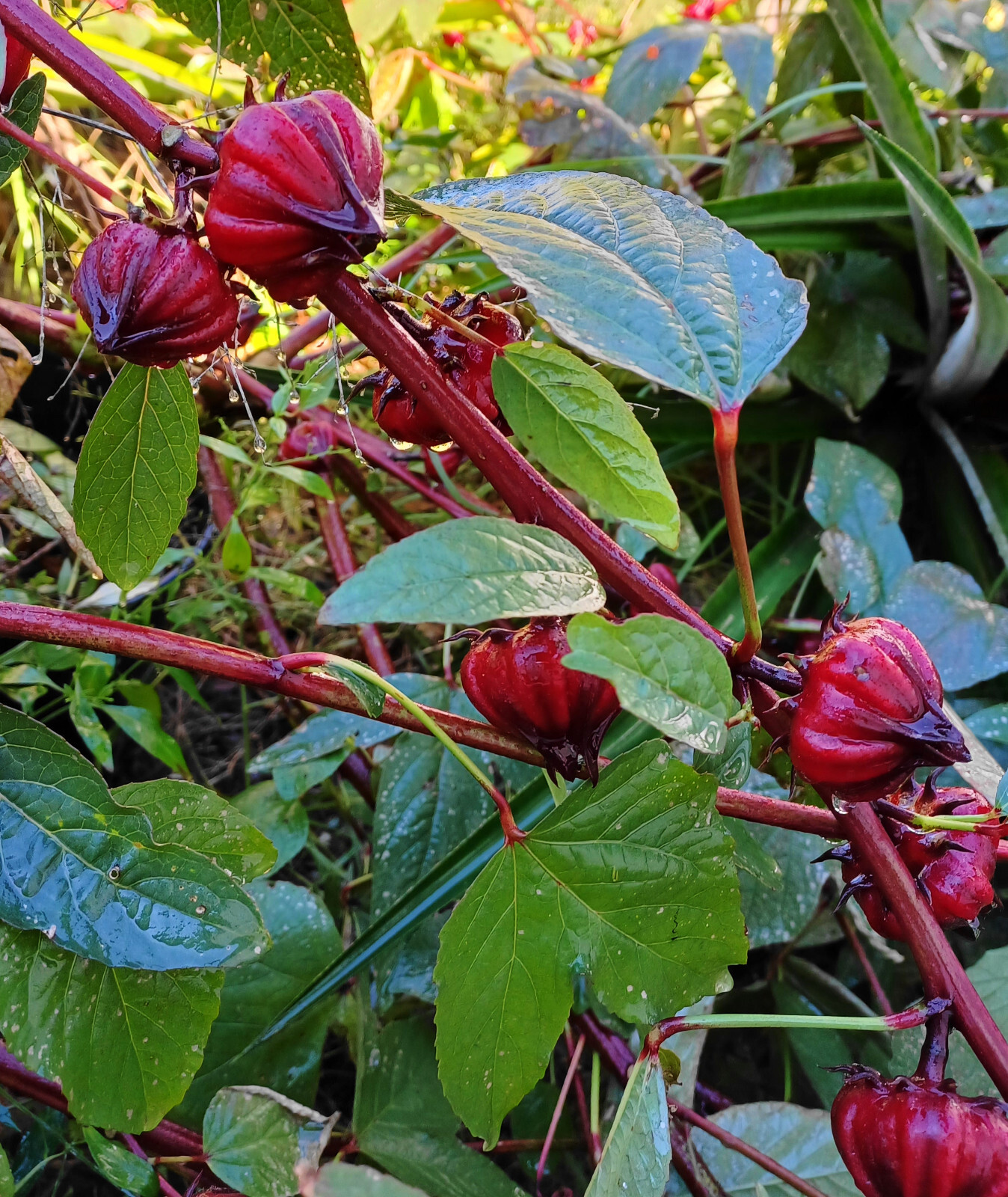 ROSELLE RED DROPS Variety – 12 SEEDS – Hibiscus Tea – Hibiscus – Sorrel