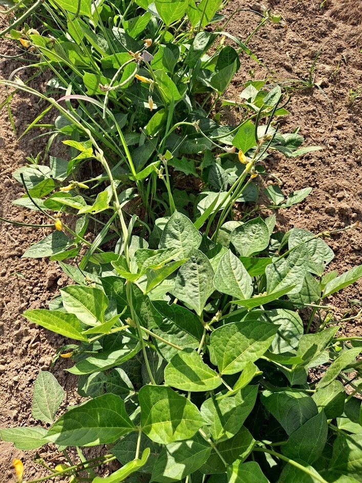 1/4 Pound GREAT NORTHERN BEAN garden seeds Organic, Non-GMO