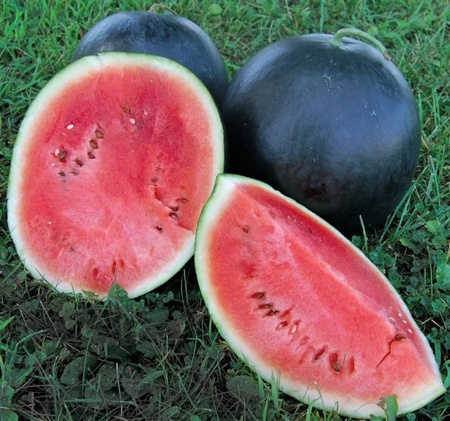 BLACK DIAMOND WATERMELON SEEDS, Heirloom, A Favorite Watermelon for Generations