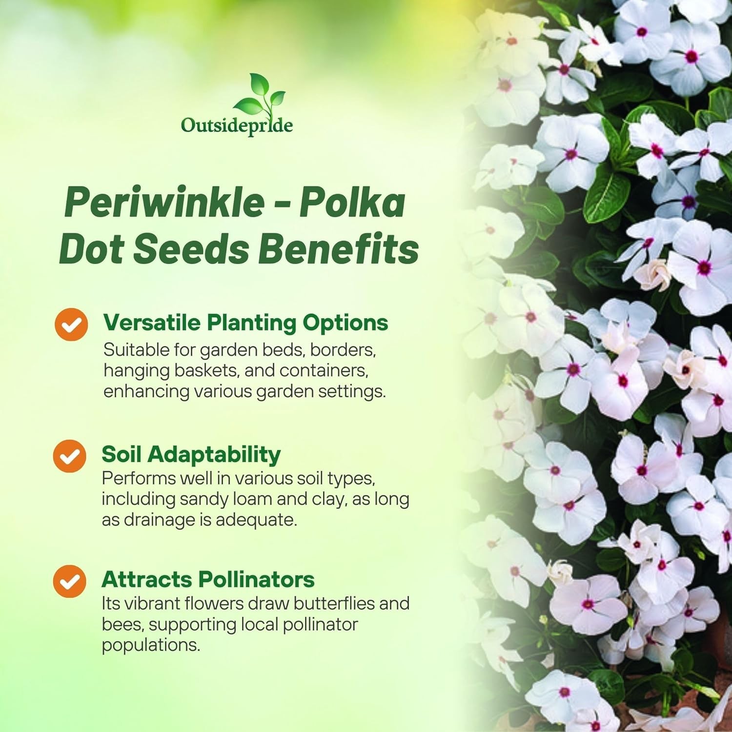 25 Seeds Drought Tolerant Polka Dot Vinca Spreading Ground Cover Flower Plant