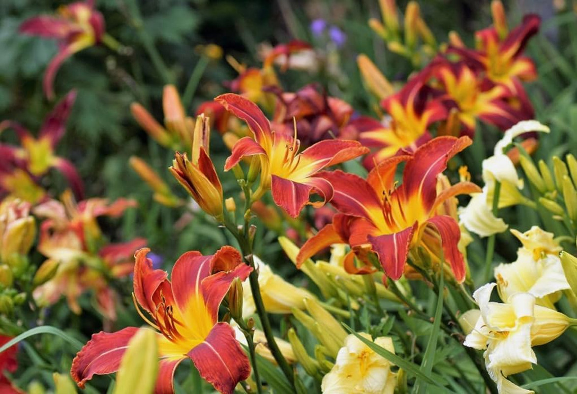 50PCS Daylily Hemerocallis Seeds Mixed Color Day Lily Fine Flower Seeds Heirloom