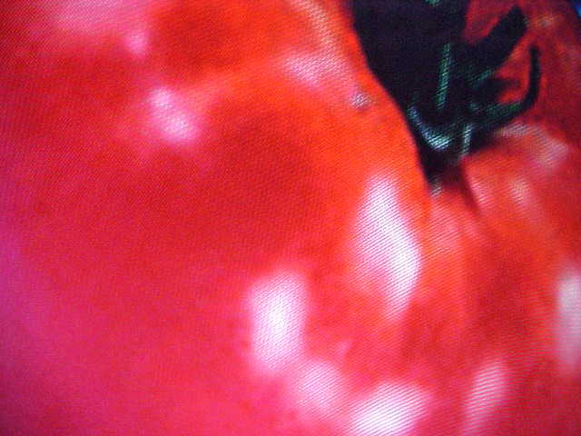 60 SEEDS SUPERMAN RECORD BREAKING HUGE 2-4 POUND SIZE BEEFSTEAK TOMATO VEG SEED