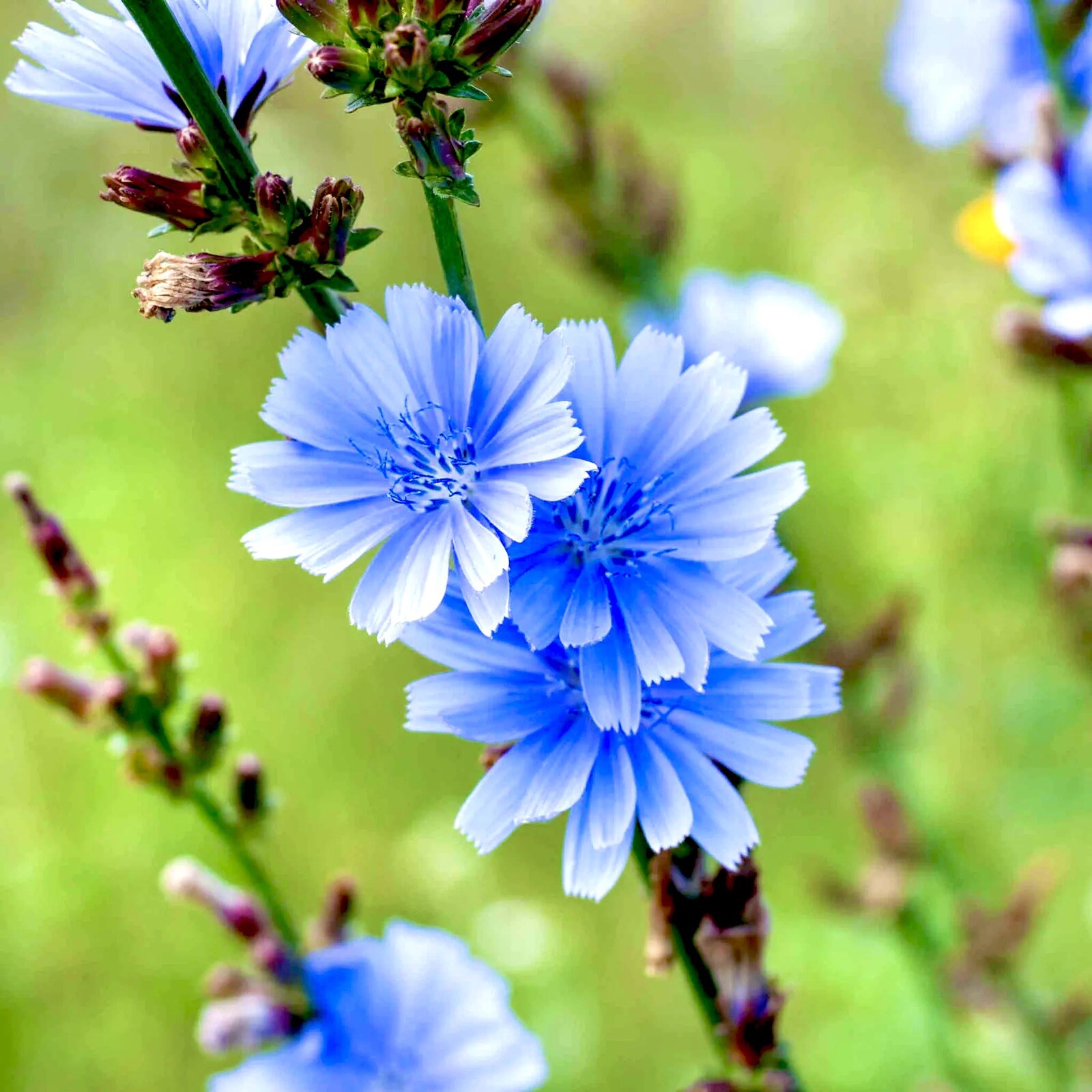 500 Chicory Seeds / Blue/ Perennial/Coffee Subst/Flowers/free Shipping