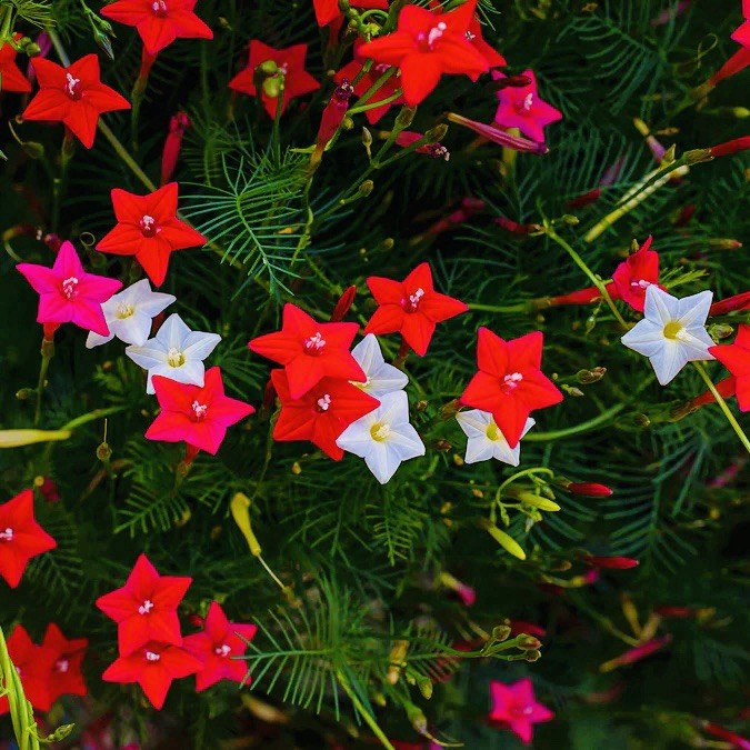 25 Morning Glory Seeds – Cypress Vine Mix – Hummingbird Vine (Ipomoea quamoclit)