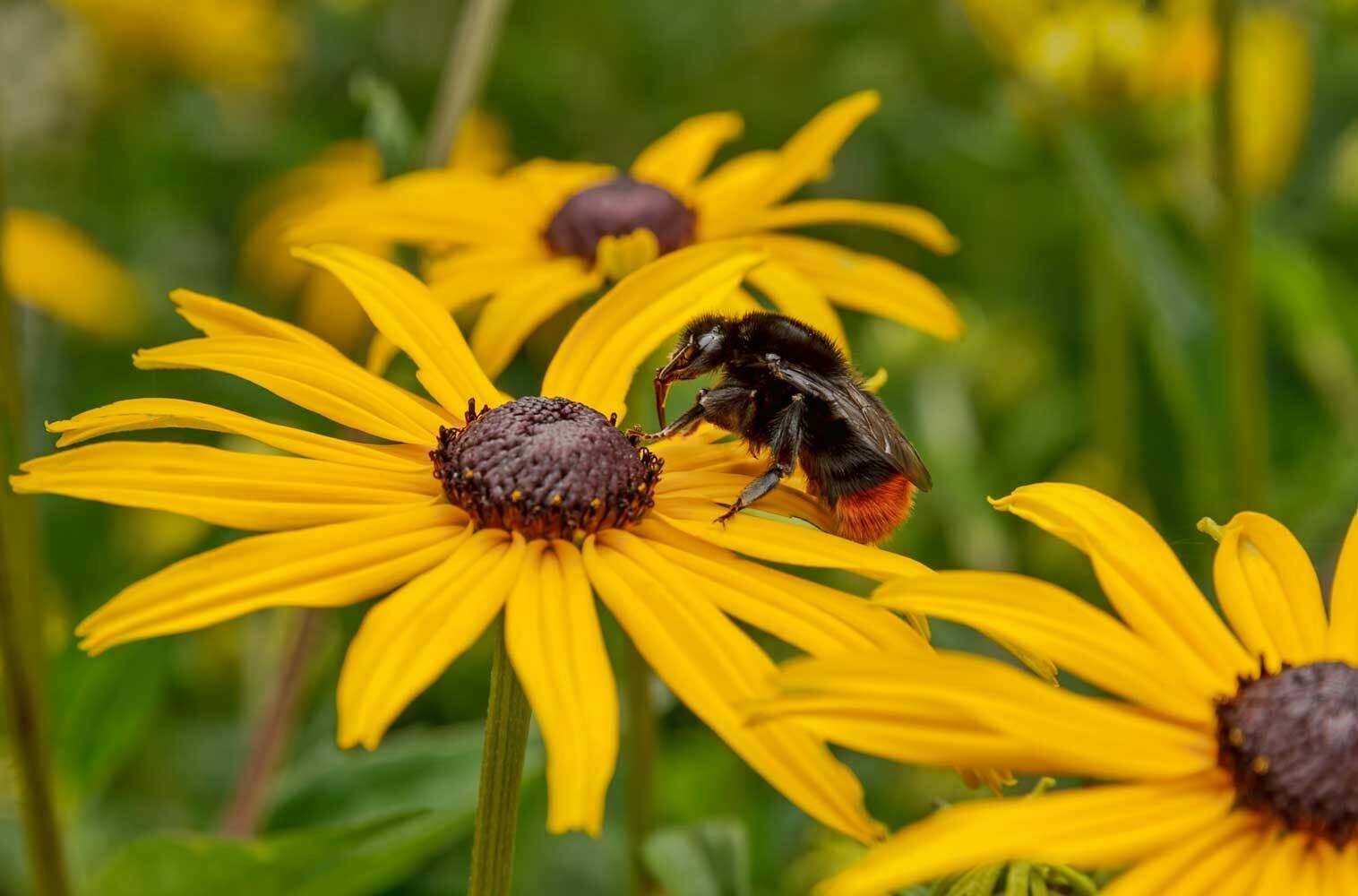 Rudbeckia hirta| Black-eyed Susan| Gloriosa Daisy| 1000_Seeds