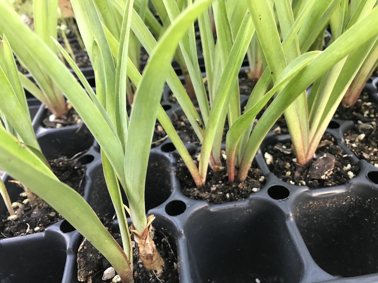 Tuberose bulbs double Pearl (Polianthus) Bare root plants set of 8+ Bubbletts