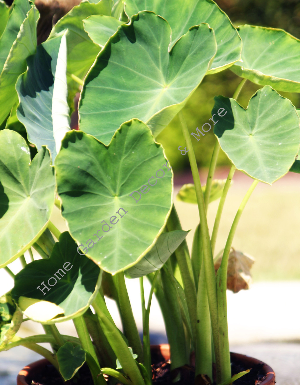 READY TO GROW 15 Colocasia Esculenta Elephant Ear Taro Gabi Kalo Eddo Bulbs