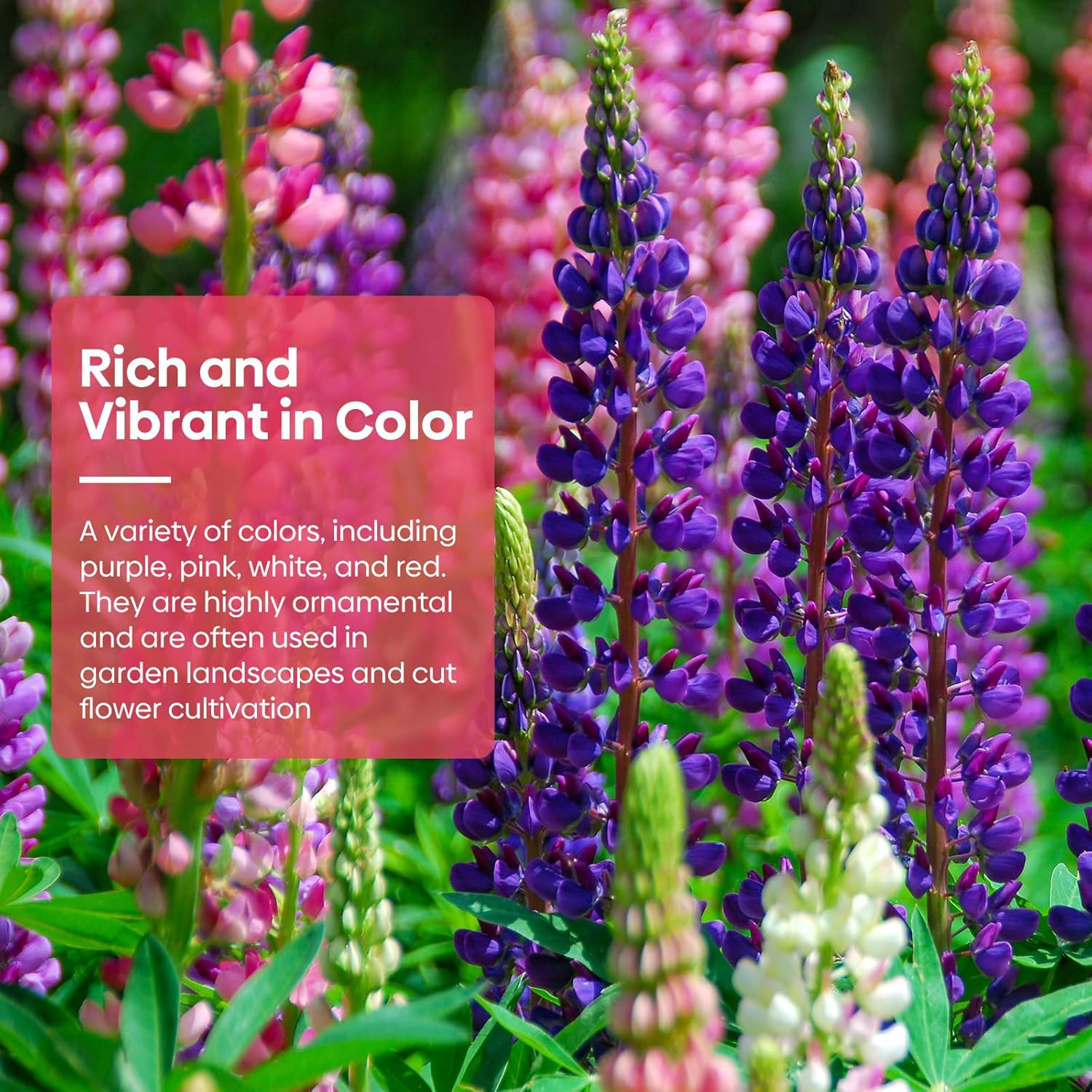 Russell Lupine Seeds, Lupinus Polyphyllus 36-48 Inch Tall Mix Color Flower, Red,