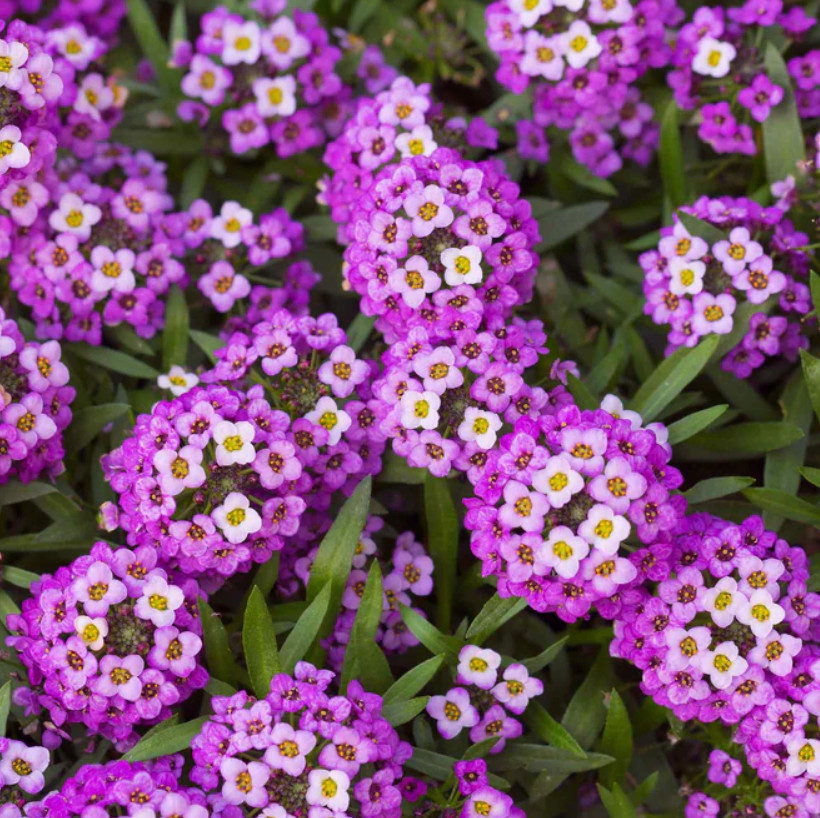 Landscaper’s Pack ULTIMATE GROUNDCOVER MIX w/ Perennials Non-GMO 5000 Seeds