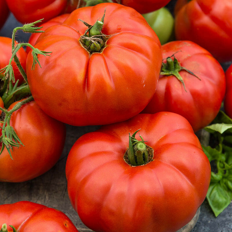 500 seeds Beefsteak Tomato Seeds | NON-GMO | Heirloom | Fresh Vegetable Seeds