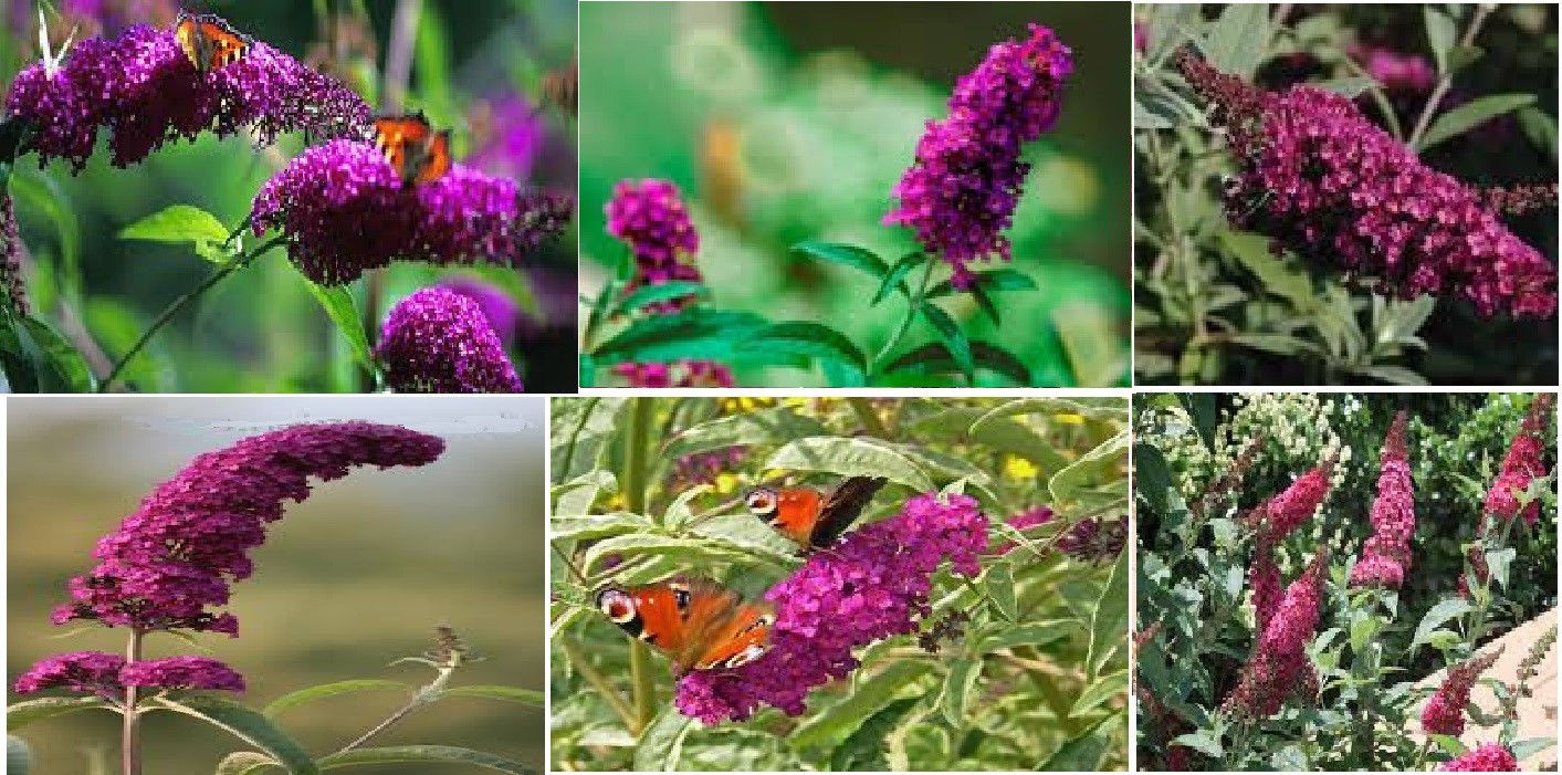 LOTS OF VARIETY OF 8 DIFFERENT KINDS OF FLOWER SEEDS GREAT DEAL! #020 USA Seller