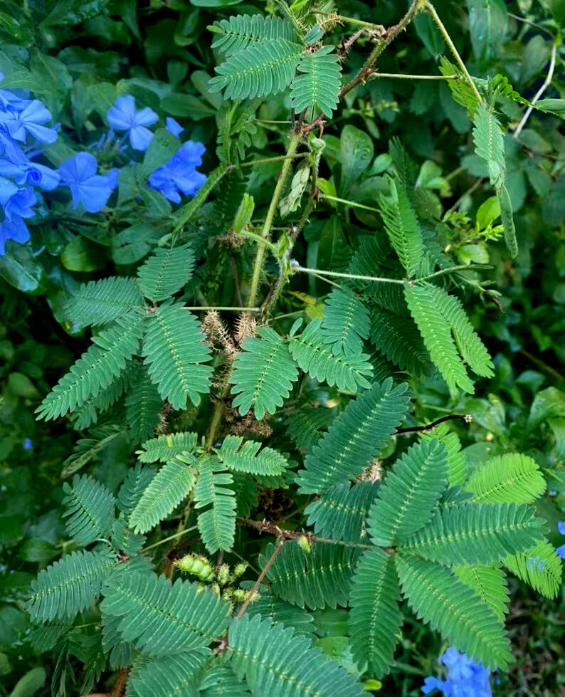 Dwarf (Mimosa pudica) “Sensitive Plant” Tropical Houseplant Flower Tree Seeds