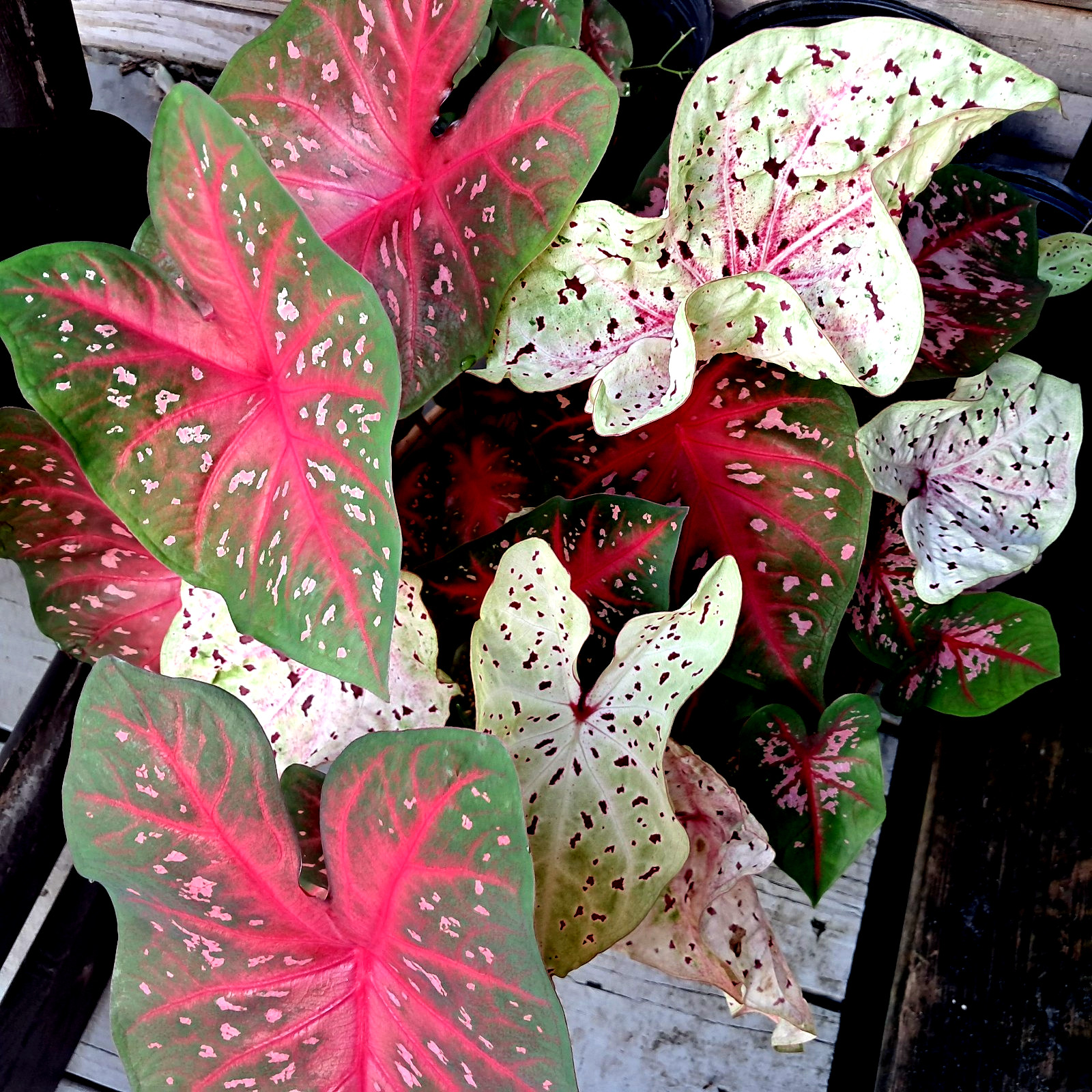 Caladium Bulbs for Planting , Mix 24 Bulbs Multi Colors from Florida