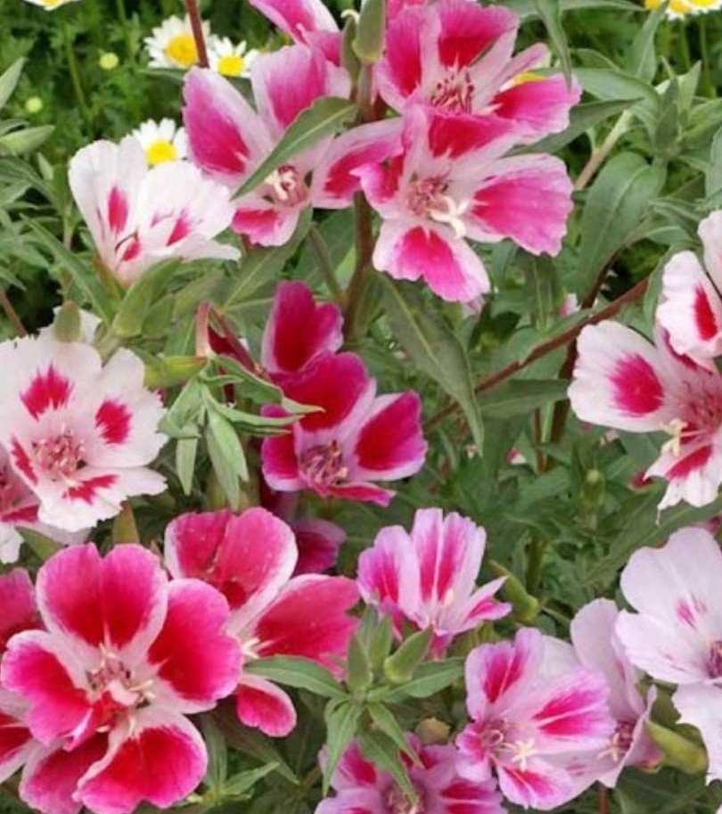 750+ Farewell to Spring Seeds **Fresh Seeds** ~~Free Shipping~~
