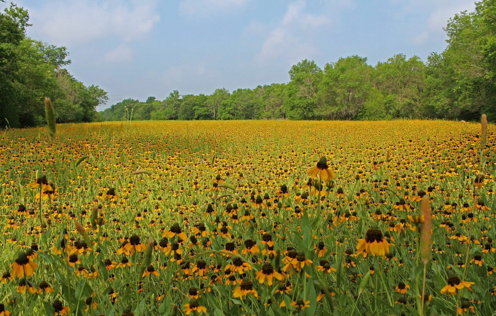 1001+CLASPING Yellow CONEFLOWER Seeds Native Wildflower Pollinators Cut Flowers