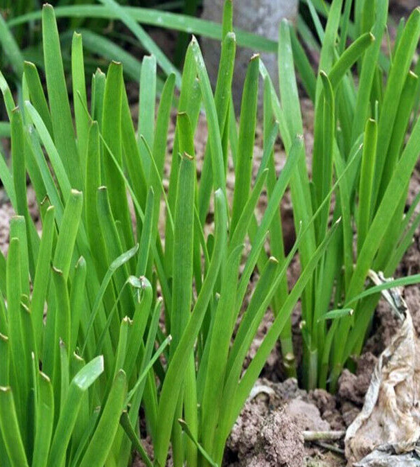 Onion Chives Seeds |Allium Perennial American Chive Purple Flower Herb Seed 2024