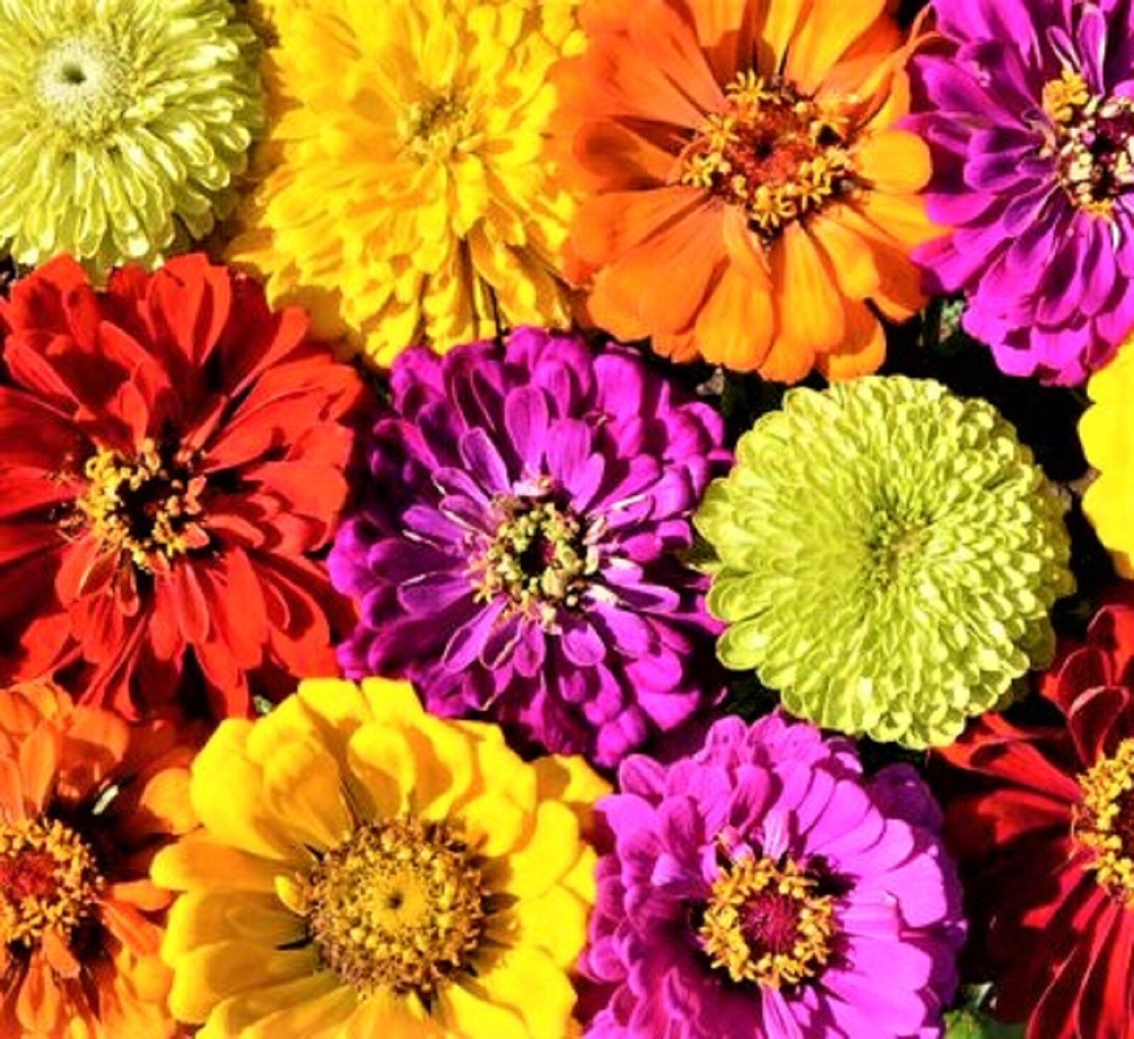 Beautiful Painted Wagon Zinnia Seeds 100+ Seeds BUY 4 GET FREE SHIPPING