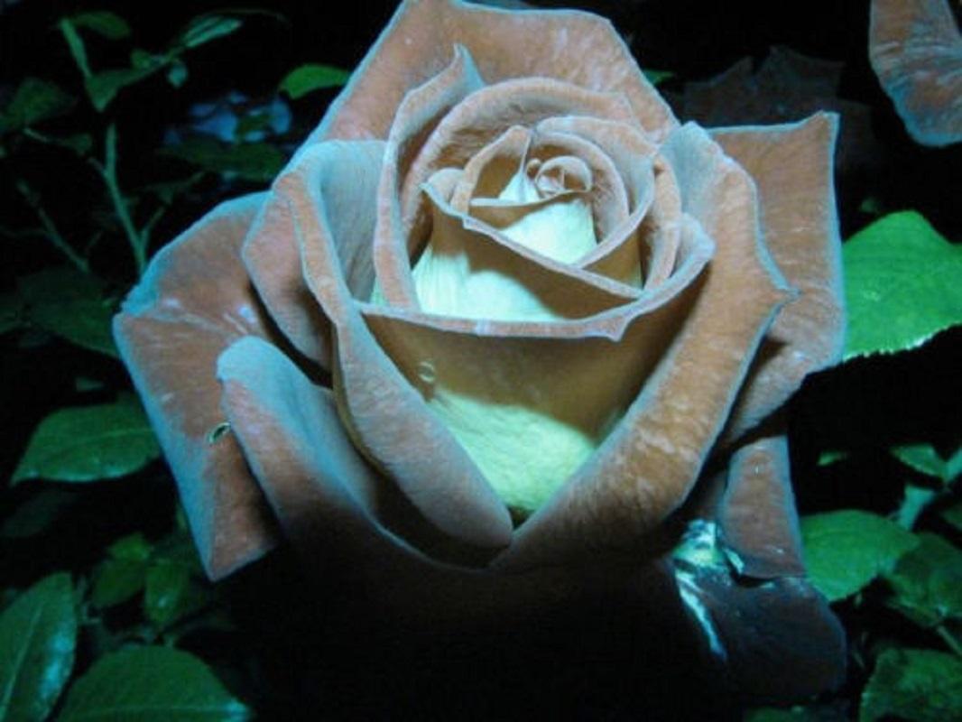 Chocolate Mint Rose Bush 20 or 100 Seeds~Rare-Free Shipping-USA Seller