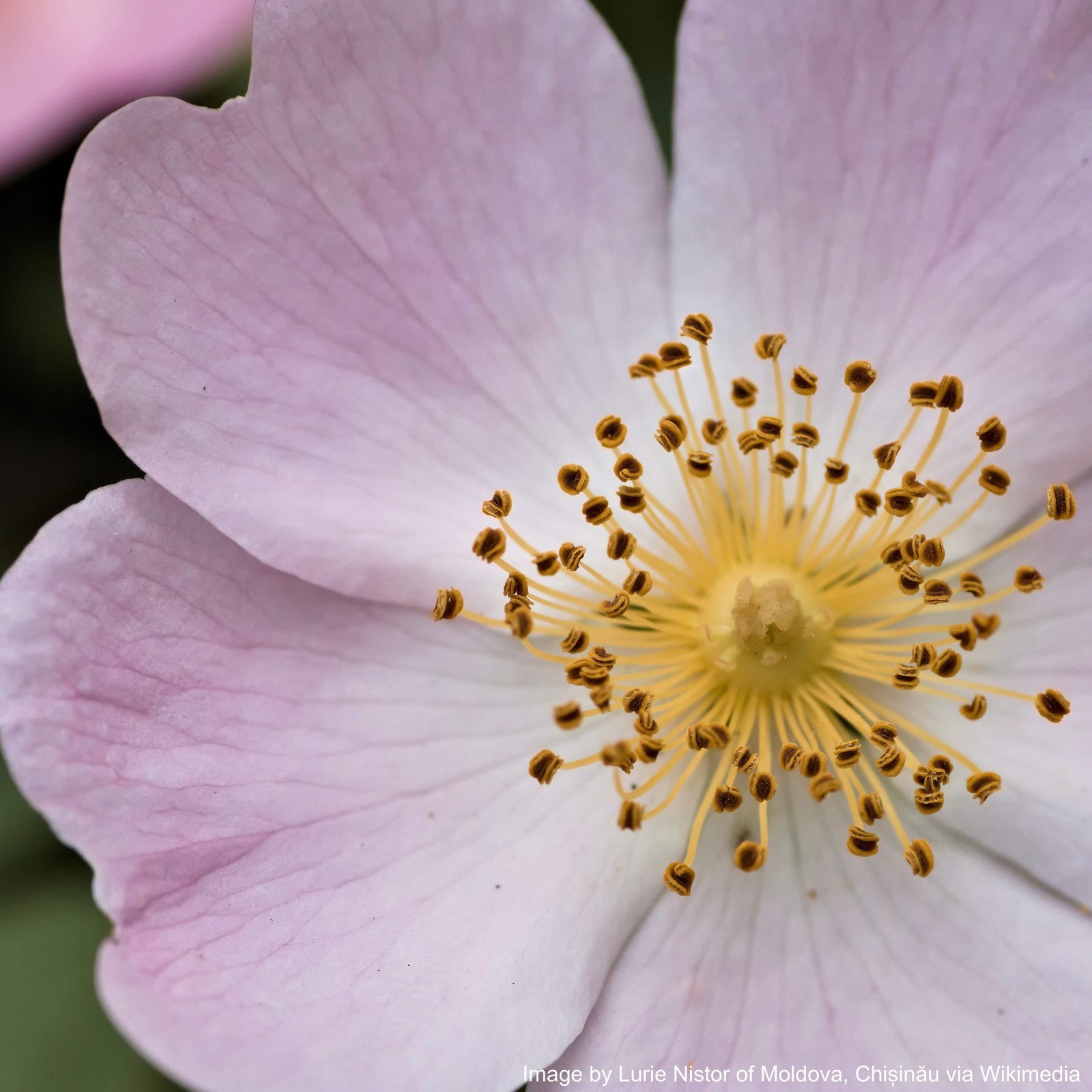 Rose, Wild Prairie (Rosa arkansana)