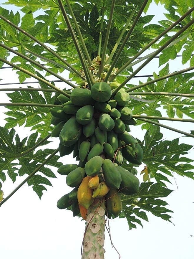 4 packs for 1 – Carica Papaya Fruit Tree Seeds (26ct)