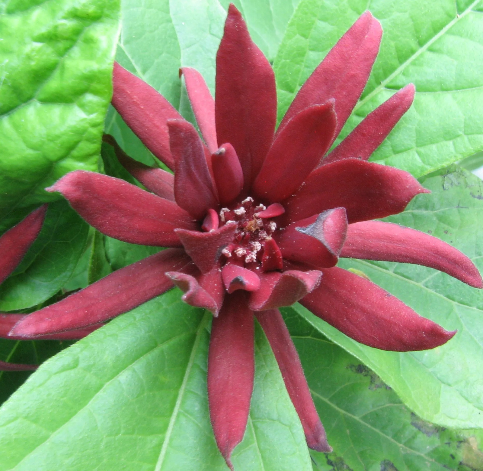 1 Sweet Shrub 12-24″ Calycanthus floridus Bare Root