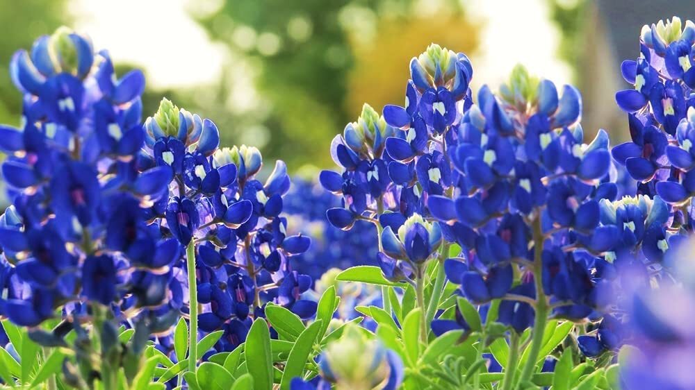 Texas Bluebonnet Wildflower Seeds for Planting – 100+ Seeds – Vibrant Blue Wildf