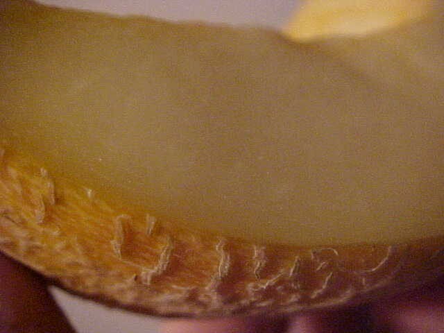 WORLD KNOWN 150 SEEDS PECOS CANTALOUPE MELON SAID TO BE SWEETEST CANTALOUPE