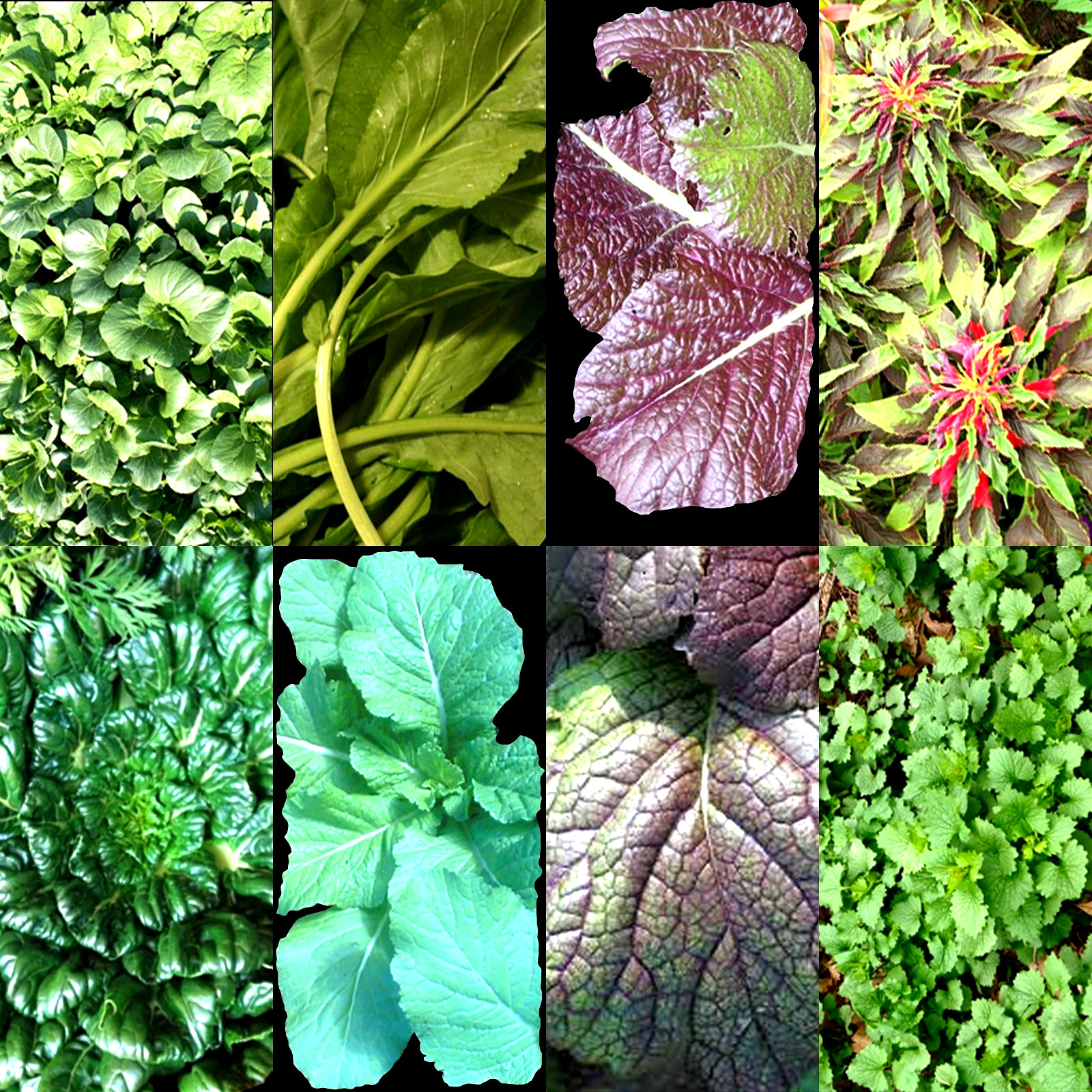 1000+ ASIAN LEAFY MIX SEEDS AUTUMN MICROGREENS SALAD HEIRLOOM NON-GMO TASTY USA