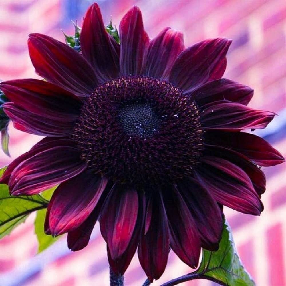50 Cherry Chocolate Sunflower Seeds to Plant | Heirloom & Non-GMO | Sunflower Se
