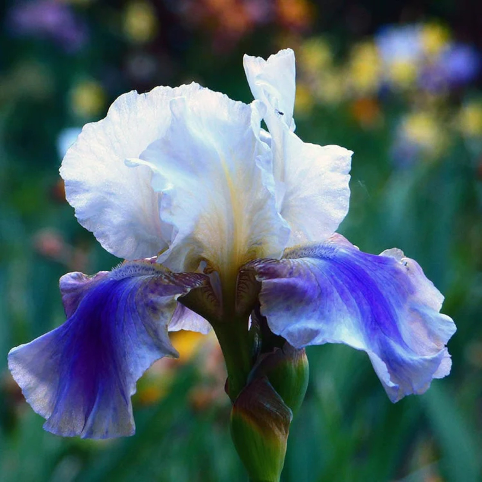 Mixed Color Rare Iris Flower Seeds (30pcs) – Perennial, Iris for Autumn Blooms