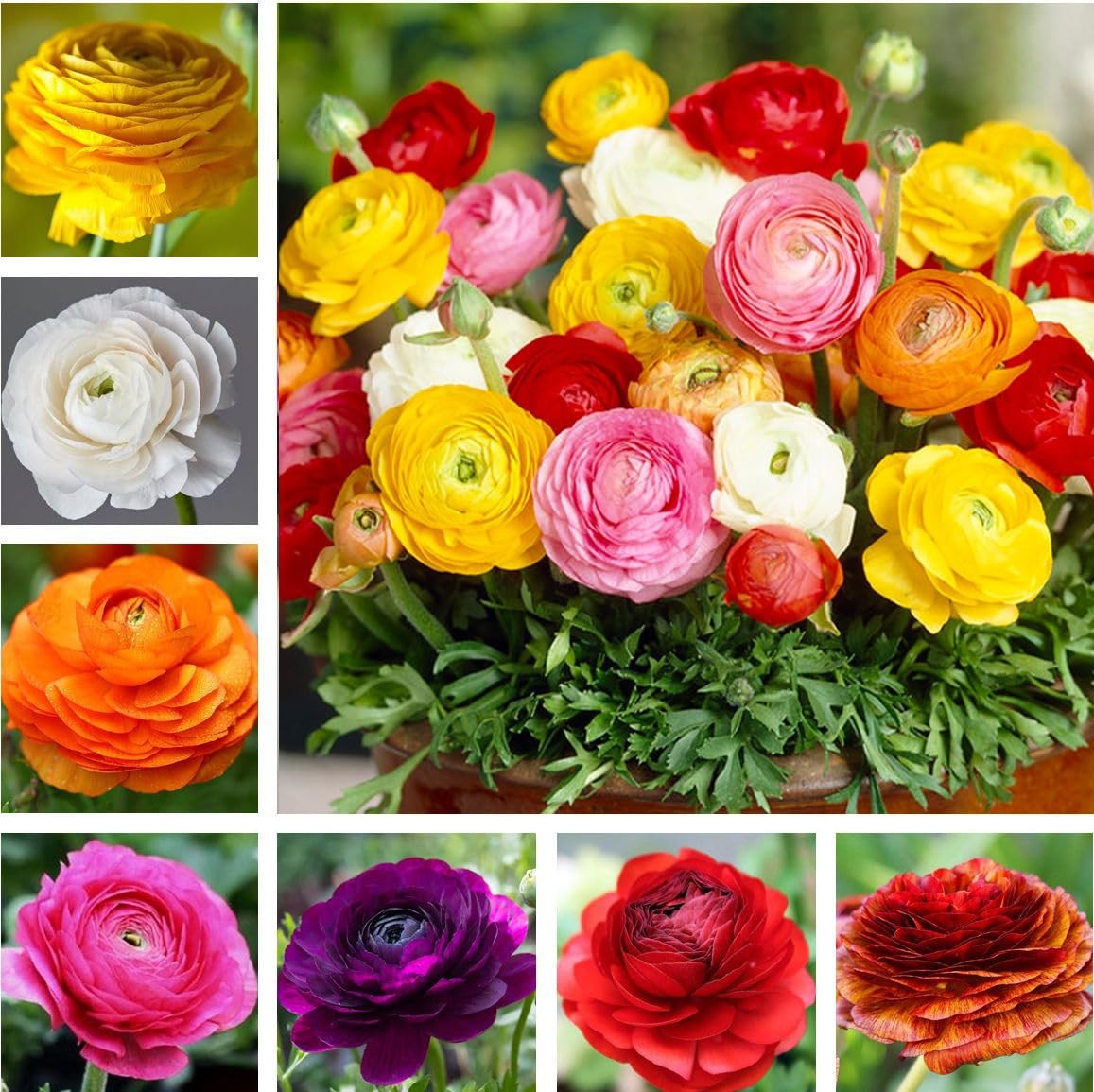 Mixed Peony Ranunculus Bulbs- Persian Buttercup -10 Corms Bulbs Flowering Blo…
