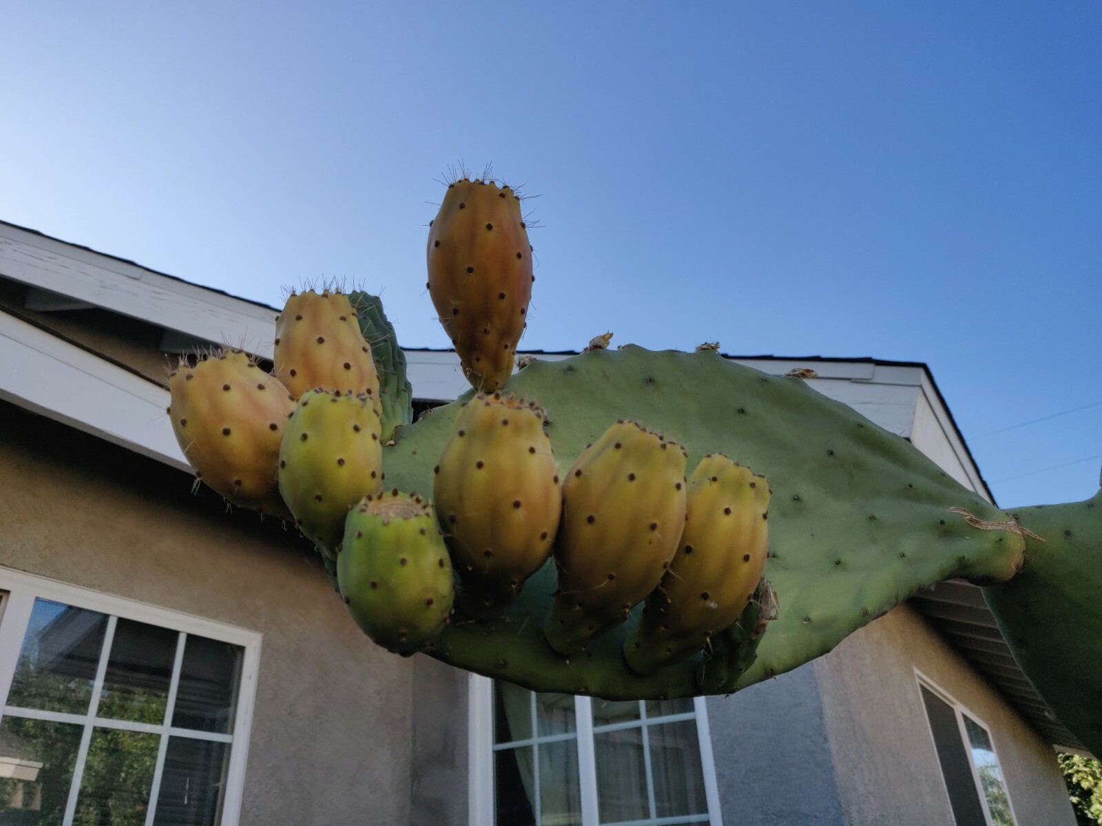 60 Opuntia Prickly Pear Cactus Fruit Tuna Sabra Cactus Organic Seeds Semillas