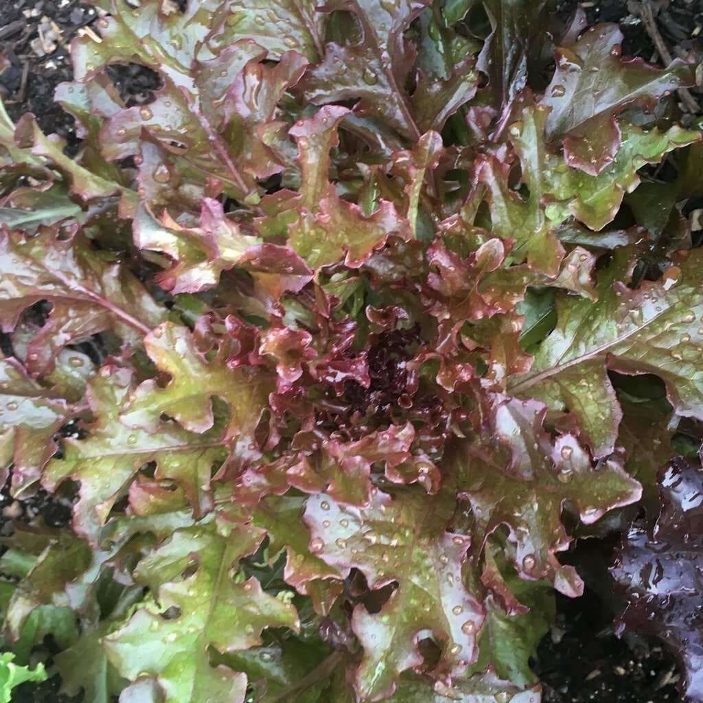 1 Gram Fresh | NON-GMO | Red Salad Bowl Leaf Premium Lettuce Seeds-B 43