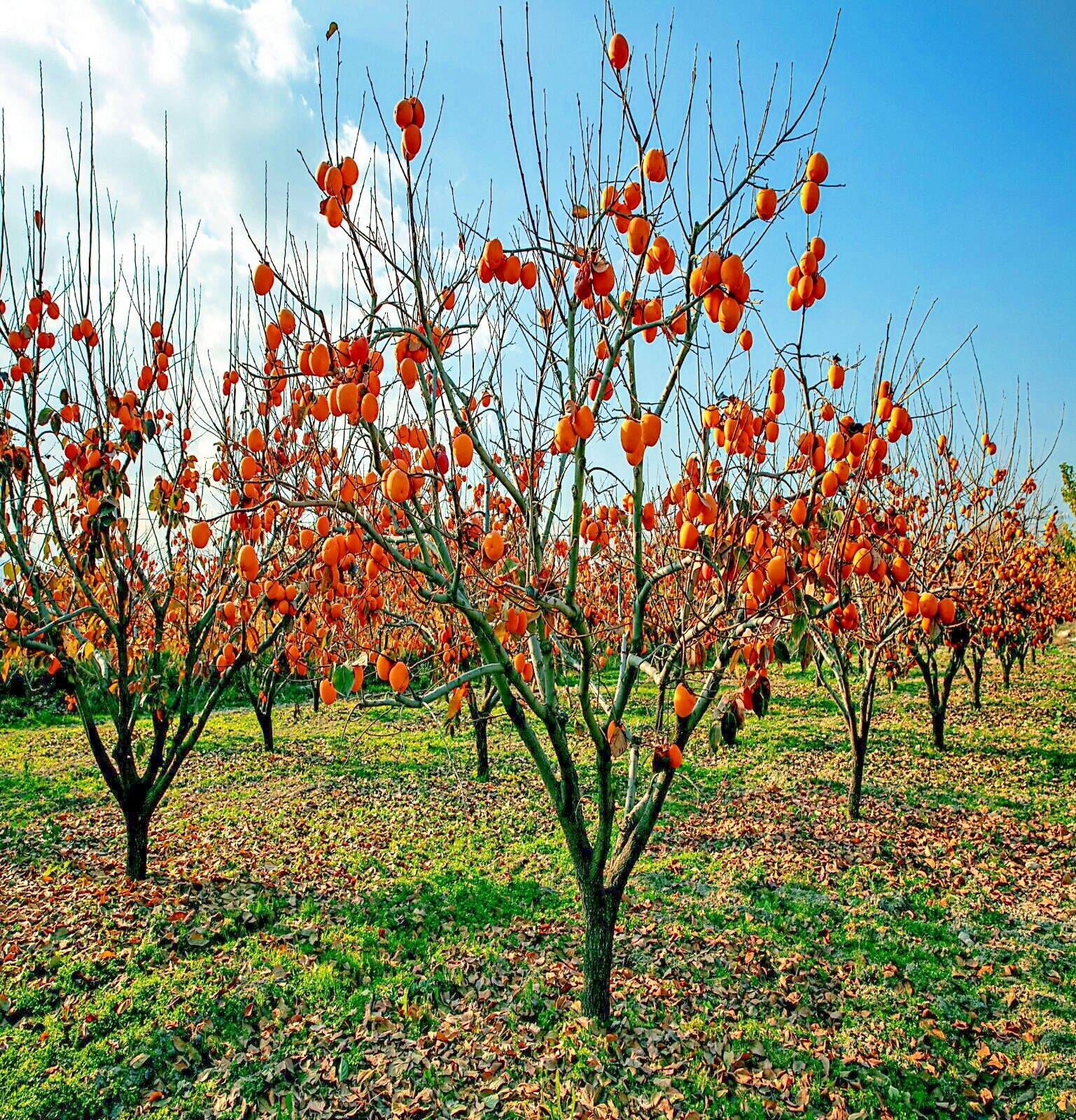 20 JAPANESE PERSIMMON TREE SEEDS (Diospyros Kaki) Asia Hardy Garden Fruit Plant
