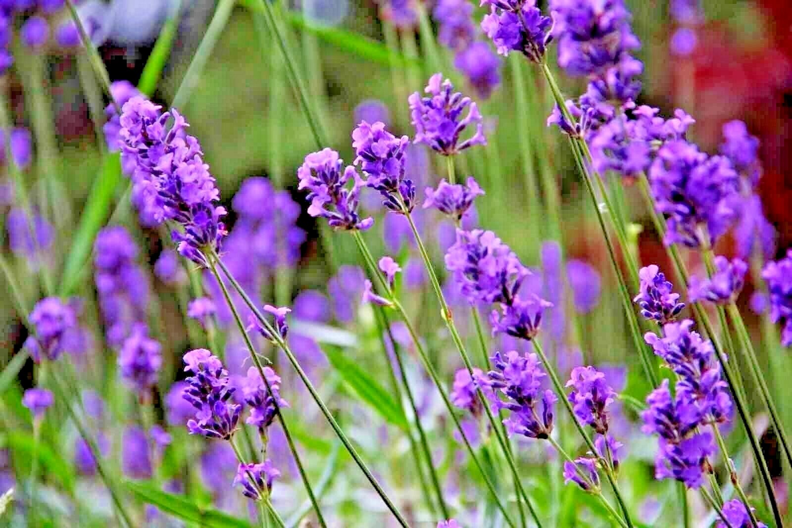 1200+ LAVENDER VERA SEEDS AUTUMN MOSQUITO INSECT REPELLENT PERENNIAL NON-GMO USA