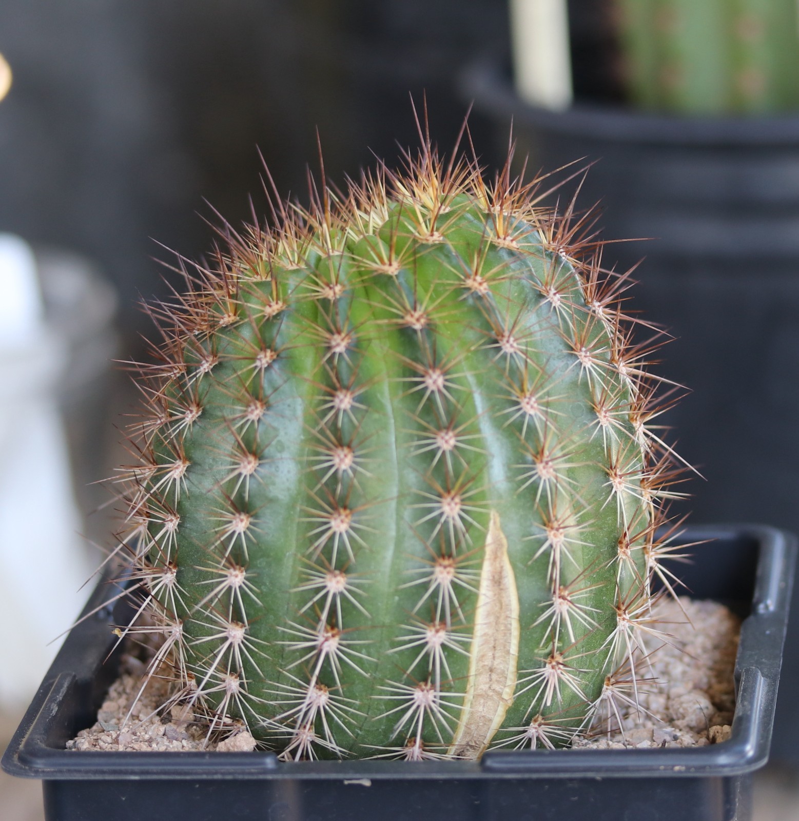 Tricho hybrid ‘Star Ruby’