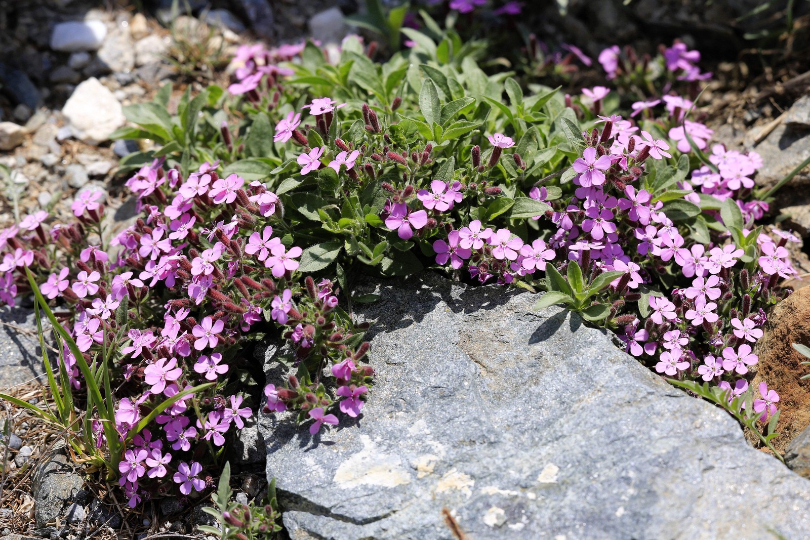 500 PINK ROCK SOAPWORT Saponaria Ocymoides Flower Seeds