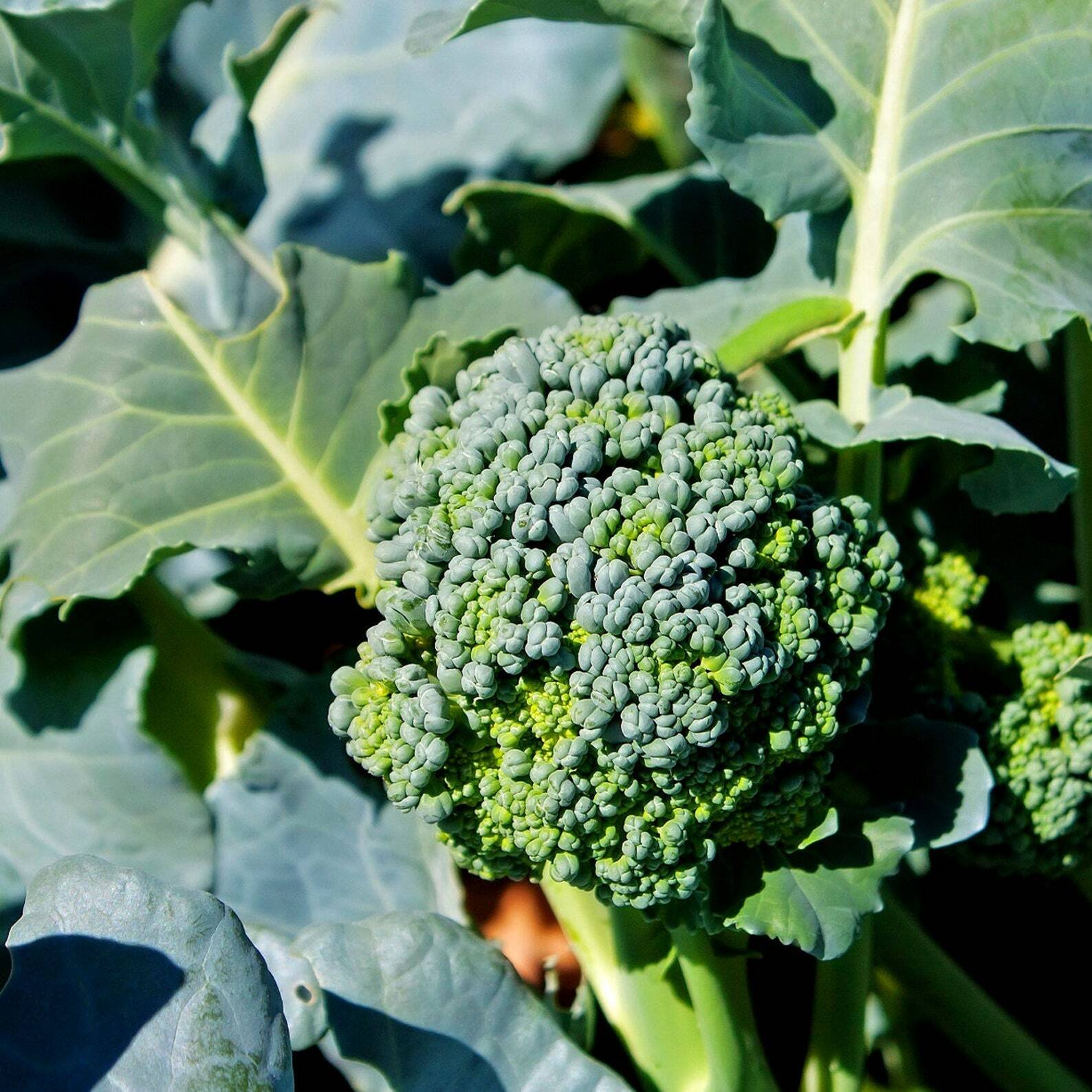 1200+ BROCCOLI WALTHAM SEEDS HEIRLOOM VEGETABLE GARDEN NON-GMO MICROGREENS USA