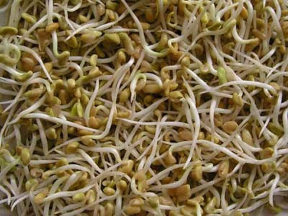 Fenugreek Seeds for Sprouting Microgreens, COOL BEANS N SPROUTS