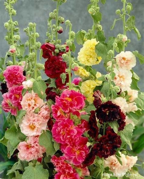 1000+ Double Hollyhock Flower Seeds + 100 Mexican Sunflower Seeds + 1 Unknown