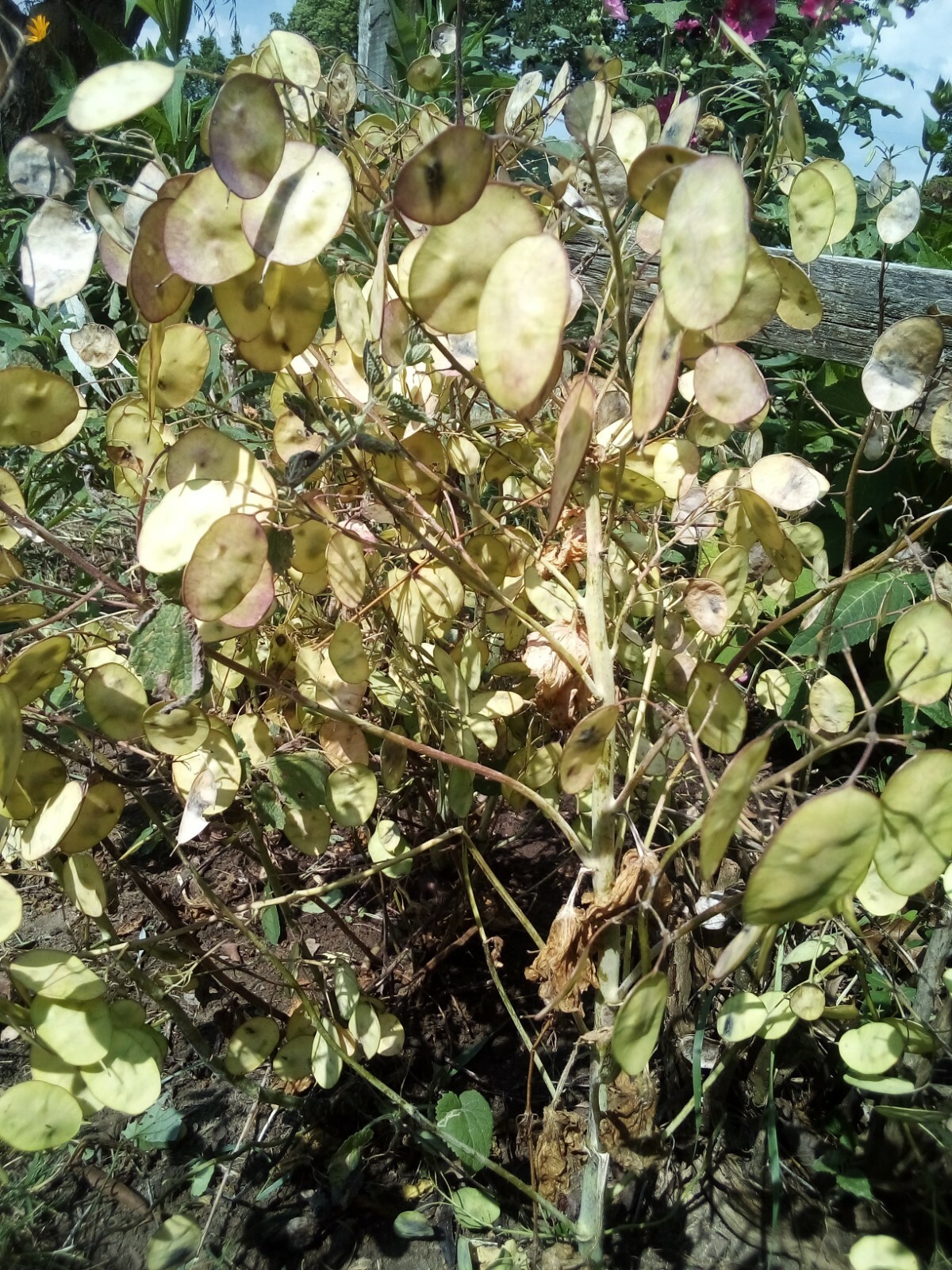 100 SEEDS MONEY PLANT LUNARIA BIENNIS