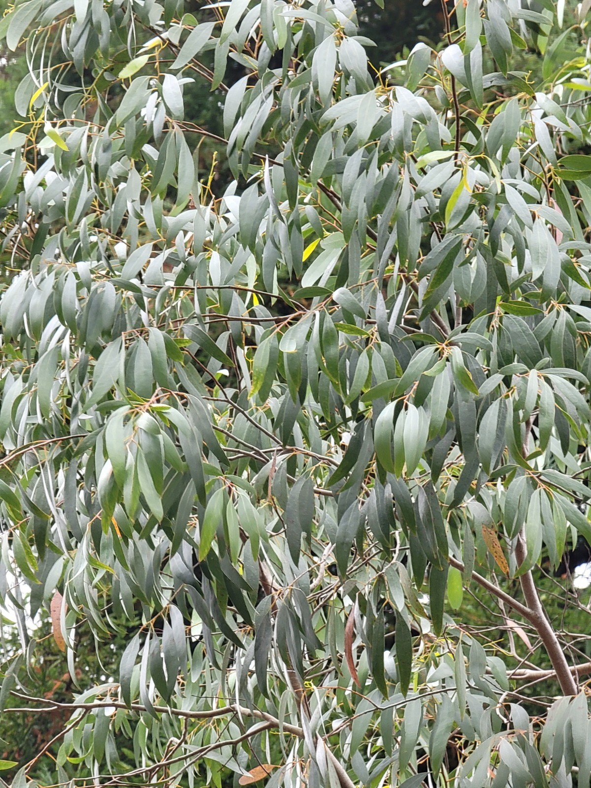 Eucalyptus rodwayii Seeds – ‘Swamp Peppermint’ – Rare Australian Tree Seeds