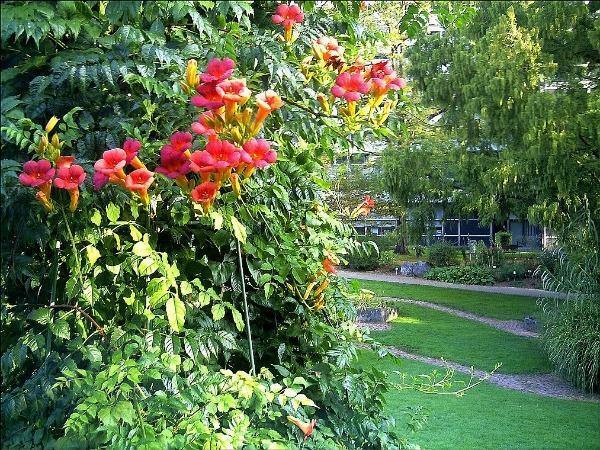 Campsis radicans Flamenco | Hummingbird vine | Trumpet Creeper | 100 Seeds